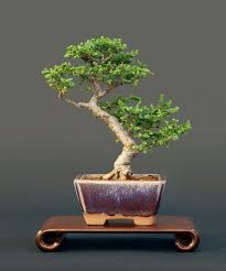 Chinese Elm bonsai tree budding with fresh green leaves during spring growth season