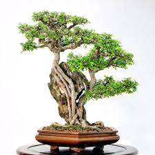 Chinese Elm bonsai tree with full, lush green canopy outdoors in summer sunlight