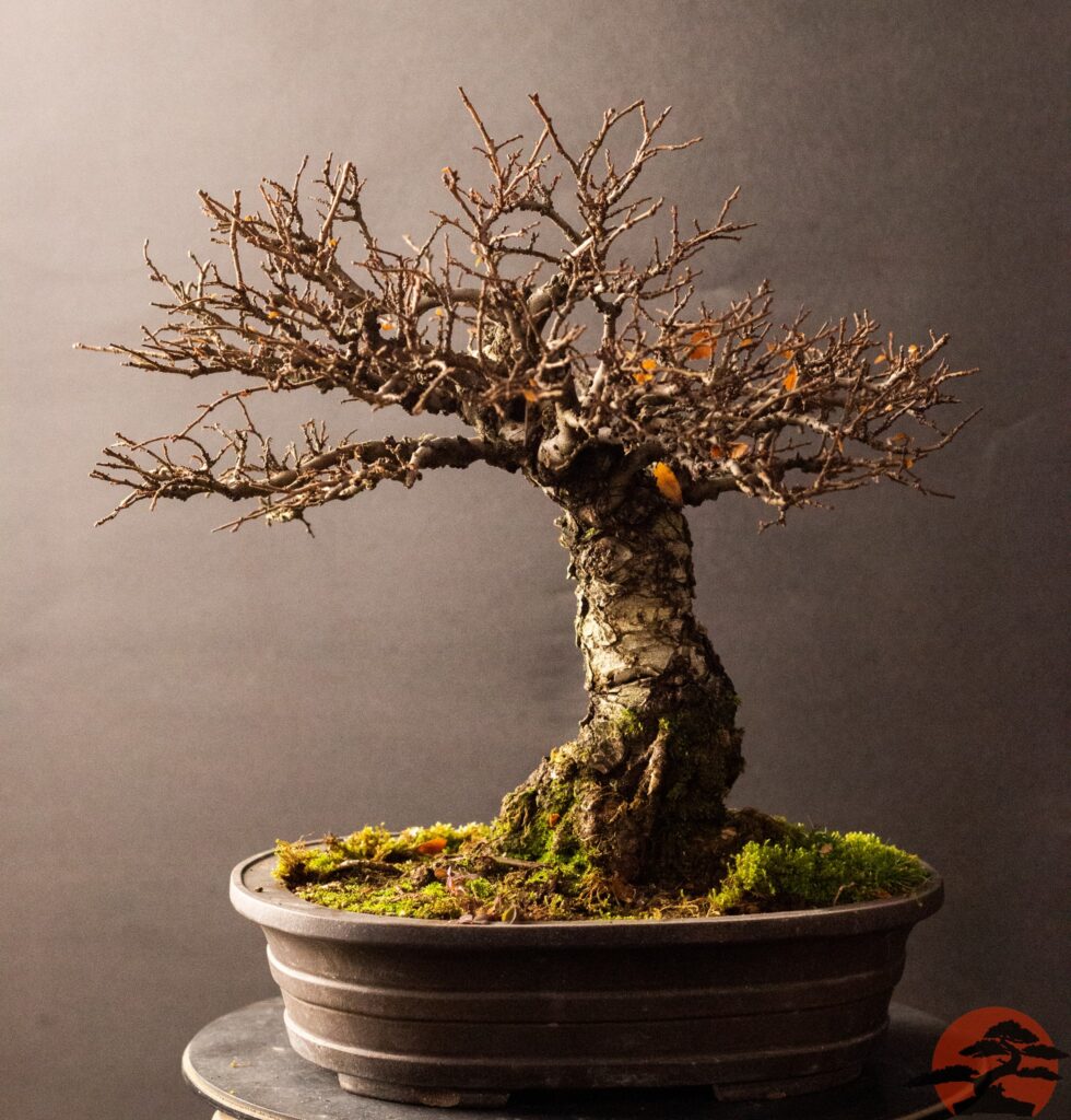 Dormant Chinese Elm bonsai tree with bare branches in winter, displayed indoors by a window