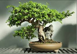 Mature Chinese Elm bonsai tree styled in informal upright form with finely branched canopy