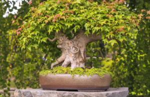 Japanese maple bonsai